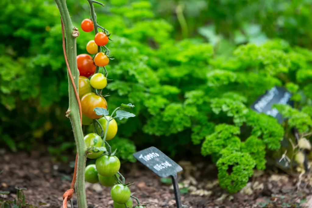 Tomatoes growing on the vine in Fernery's vegetable garden